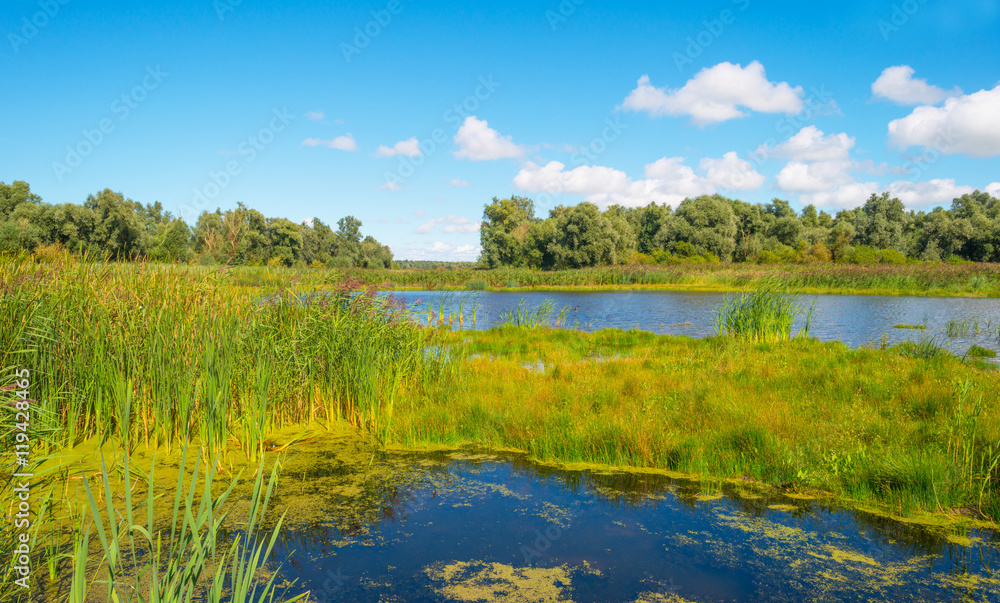 Shore of a lake in summer