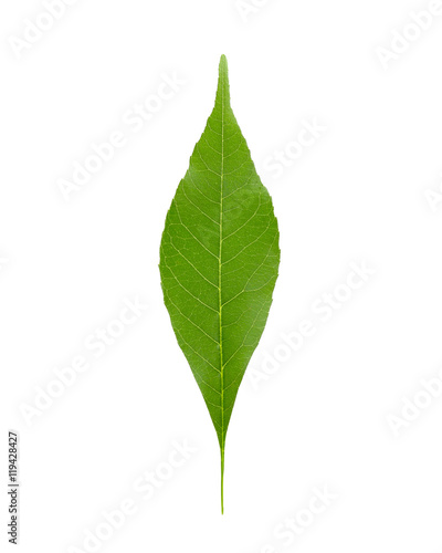 Green leaf  isolated on white