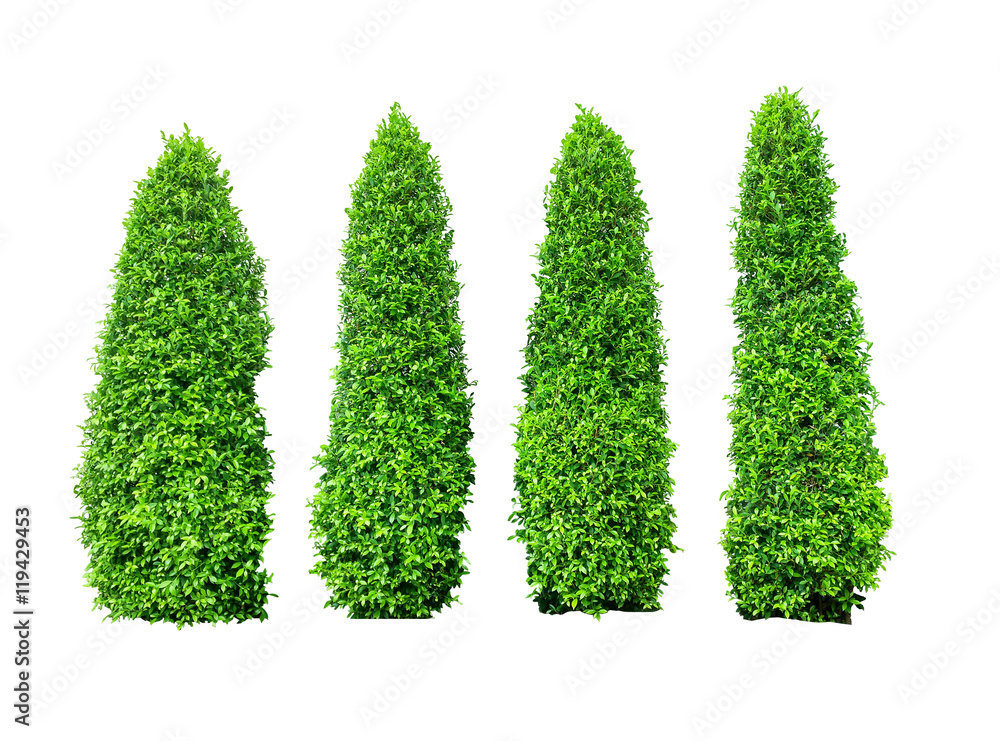 bush tree isolated bush tree isolated