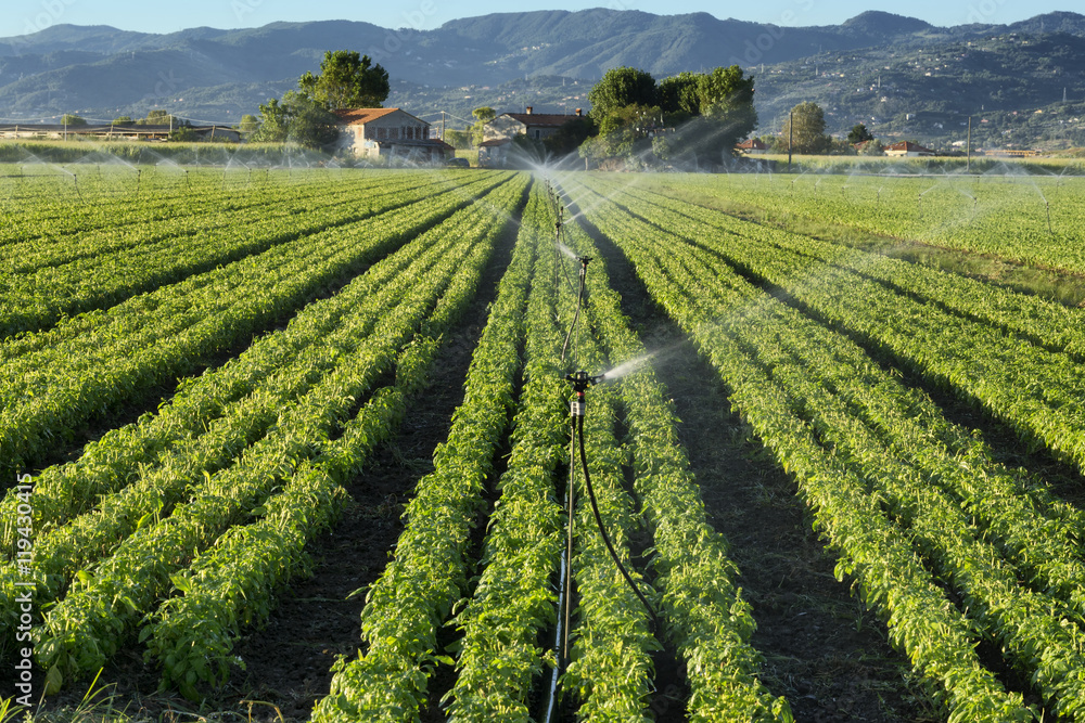 irrigation system on a basil field