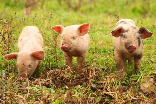 Three little piglets © Simun Ascic