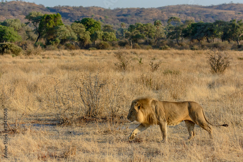 Fototapeta Naklejka Na Ścianę i Meble -  Lion (Panthera leo). Ruaha National Park. Tanzania