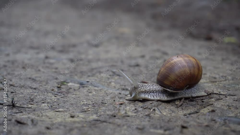 Large Snail Crawling on the Wet Ground Large Snail Crawling on the Wet Ground