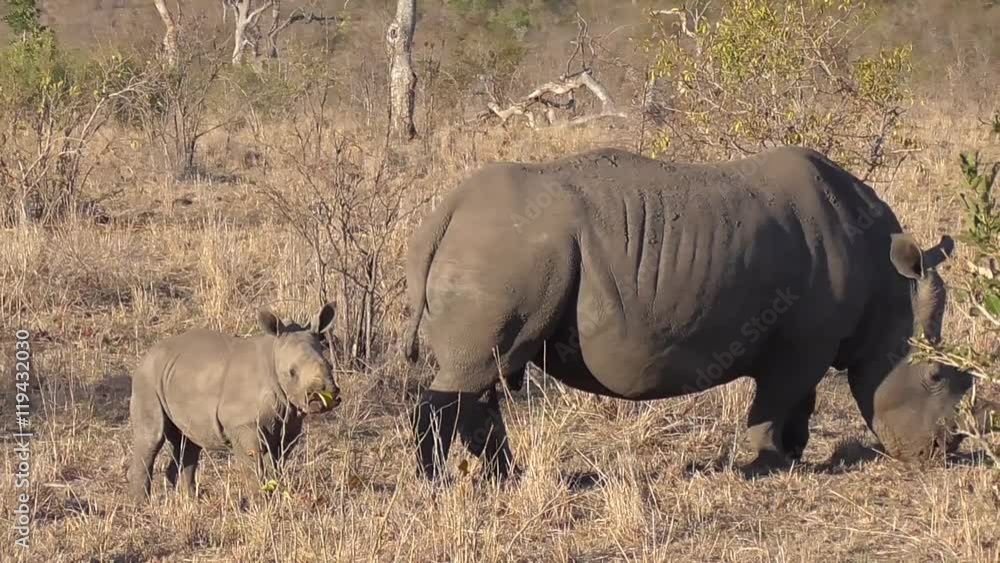 rhino and calf eating grass in the kruger national park of south africa rhino and calf eating grass in the kruger national park of south africa