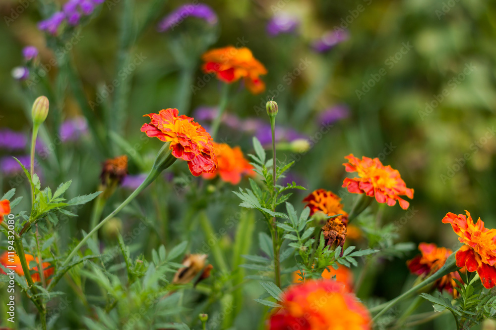 Бархатцы / marigold