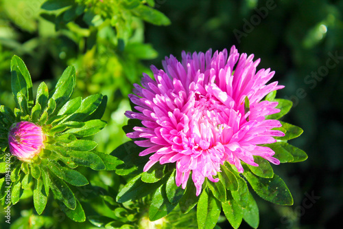 Pink aster in the garden