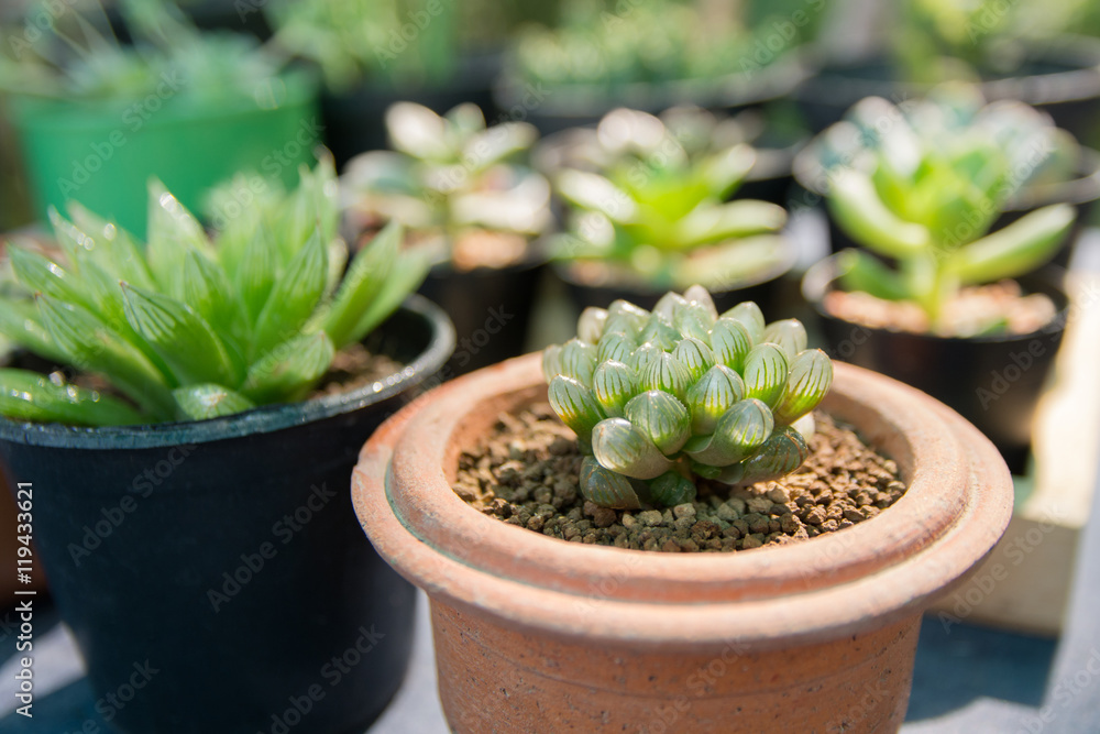 Beautiful Haworthia succulents white wall background Beautiful Haworthia succulents white wall background