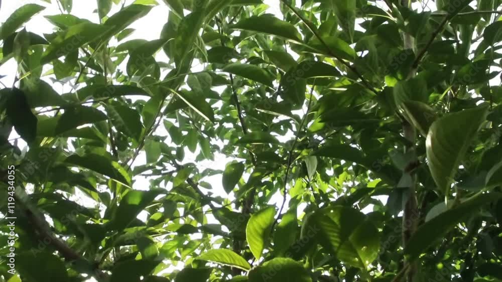 Garden. A ray of light passing through the branches of a fruit tree. Slow motion. HD Garden. A ray of light passing through the branches of a fruit tree. Slow motion. HD