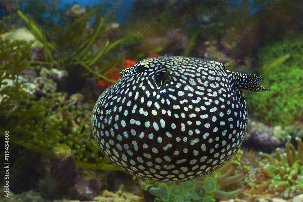 macro close up of puffer fish / blow fish or diodon holocanthus underwater  in natural defenses mode Stock Photo | Adobe Stock