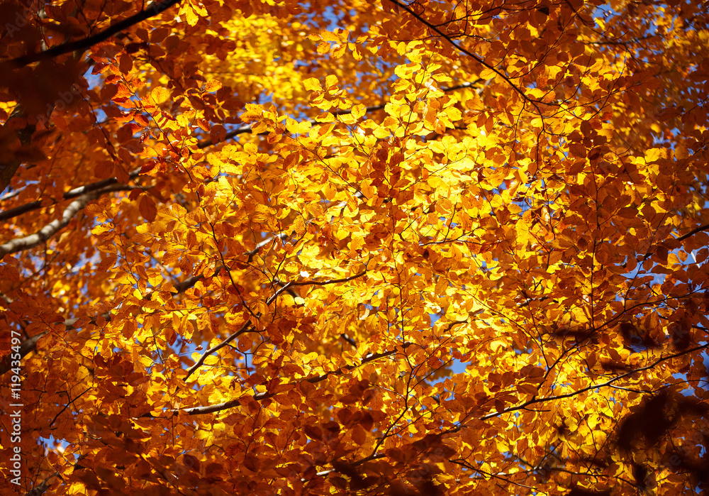 Beautiful autumn background, yellow leaves on branches.