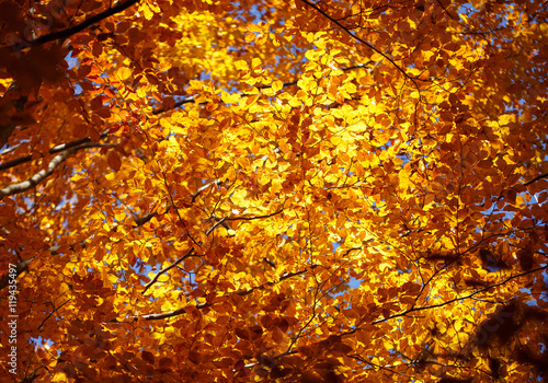 Beautiful autumn background  yellow leaves on branches.