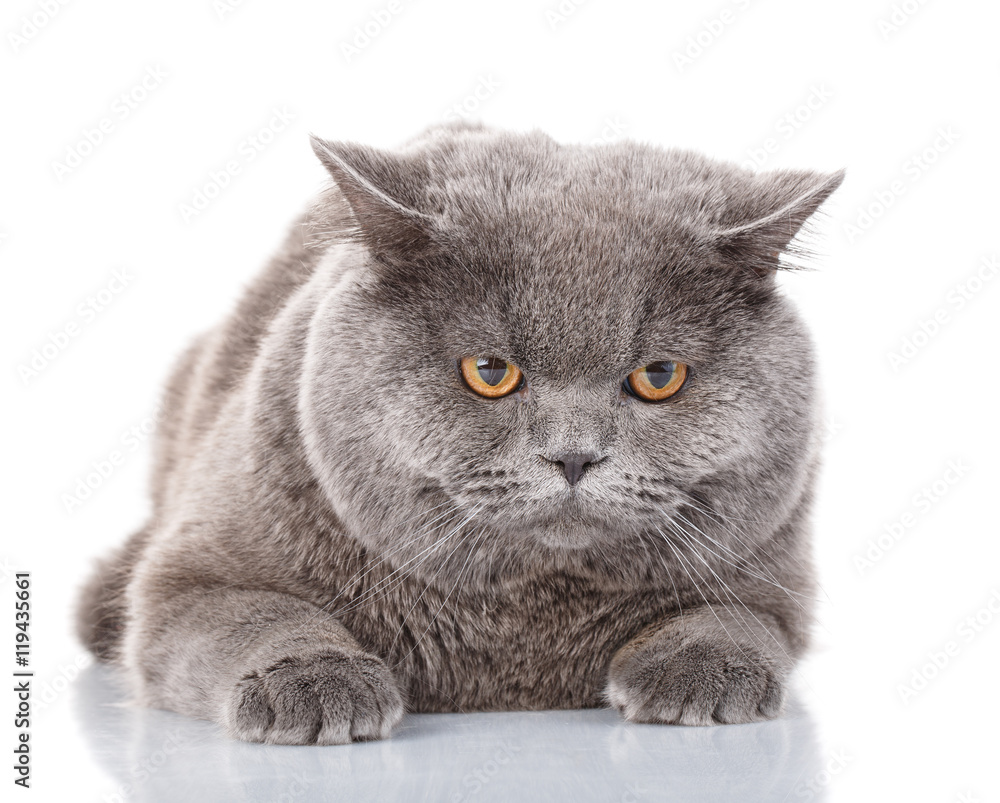 Portrait gray cat British straight with yellow eyes on white