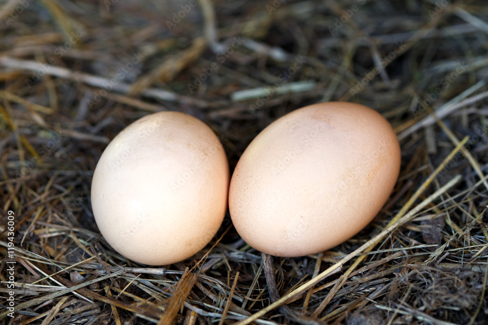 Two freshly laid eggs lying on straw. Two freshly laid eggs lying on straw.