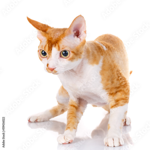 Orange devon rex cat with big ears on white background