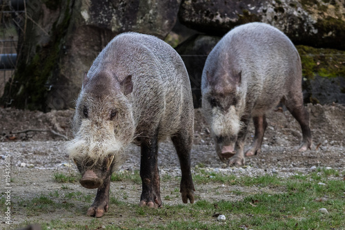 Cuadro en lienzo Bartschwein - Sus barbatus