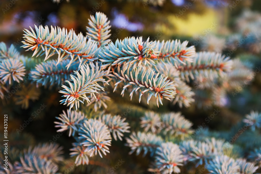 tree branches close-up