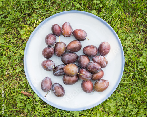 white plate of plums on the grass