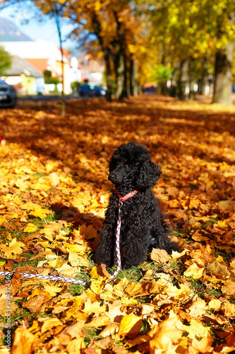 Black poodle in autumn park, beautiful autumn leaves.