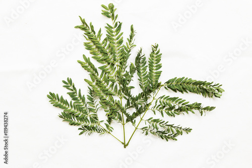 Patterns with leaves on white background, top view.