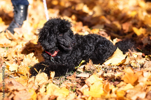Black poodle in autumn park and woman legs. photo