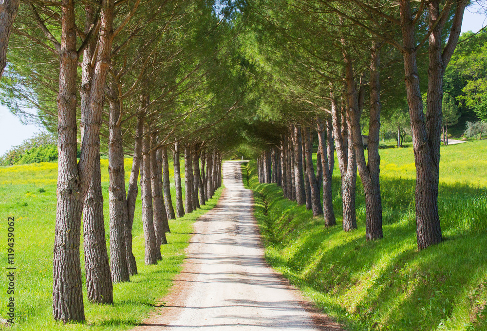 Obraz premium Tree lined path in summer
