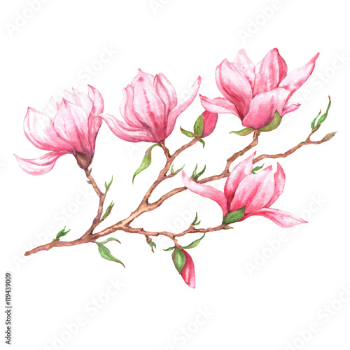 Hand drawn watercolor isolated illustration of pink magnolia branch on the white background