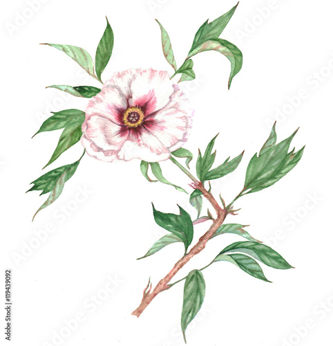 Hand drawn watercolor illustration of isolated white peony tree branch with flower and leaves