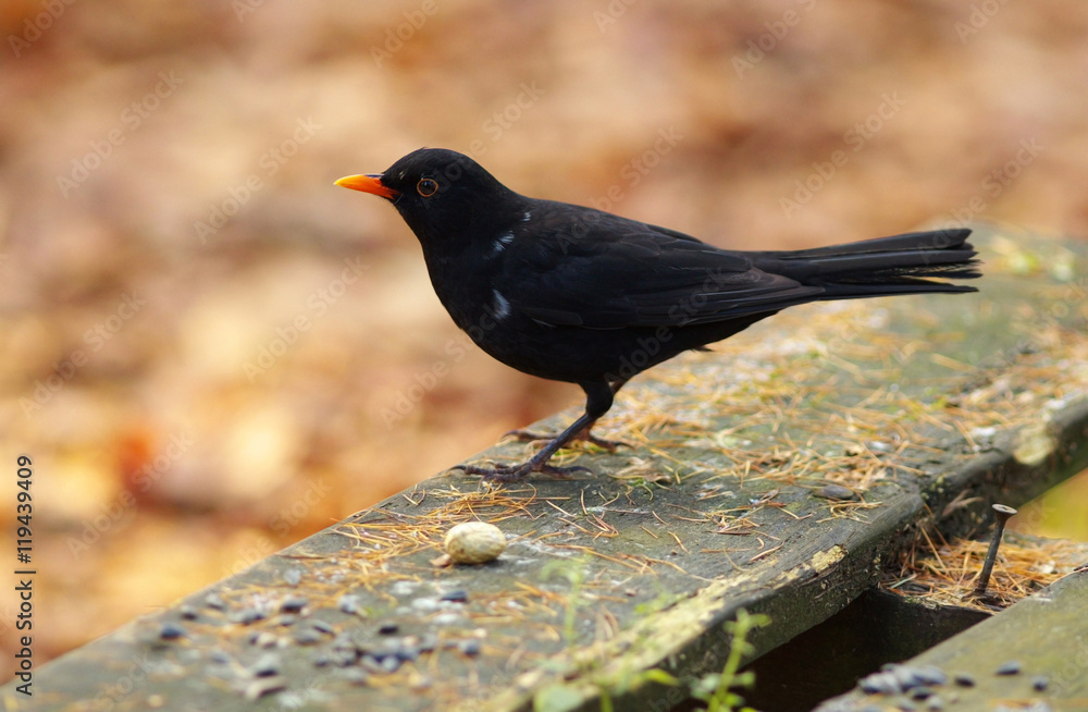 Obraz premium Black Bird on The Banch