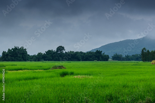 landscpae confield in the morning