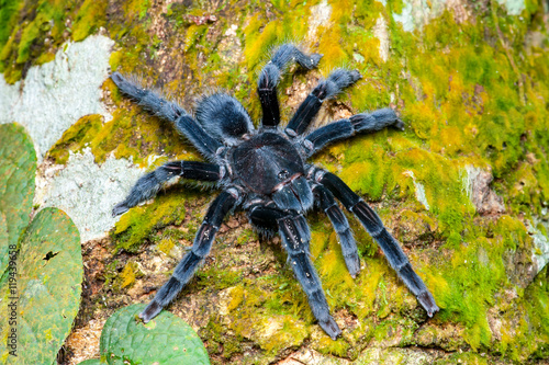 Selenocosmia javanensis tarantula