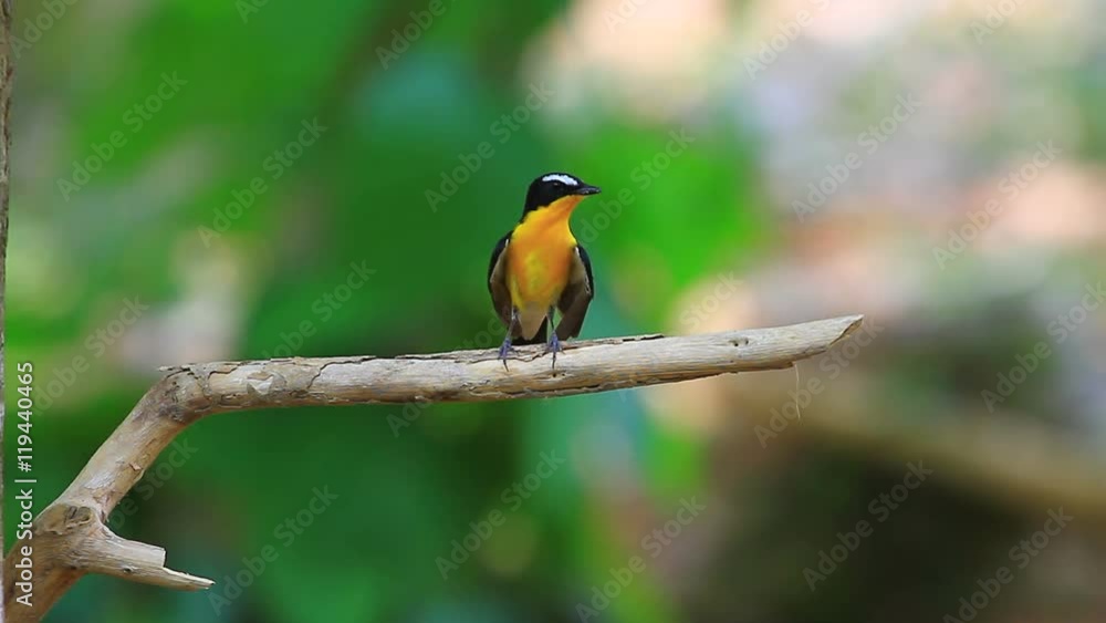 Yellow-rumped flycatcher (Ficedula zanthopygia) in nature of Thailand Yellow-rumped flycatcher (Ficedula zanthopygia) in nature of Thailand
