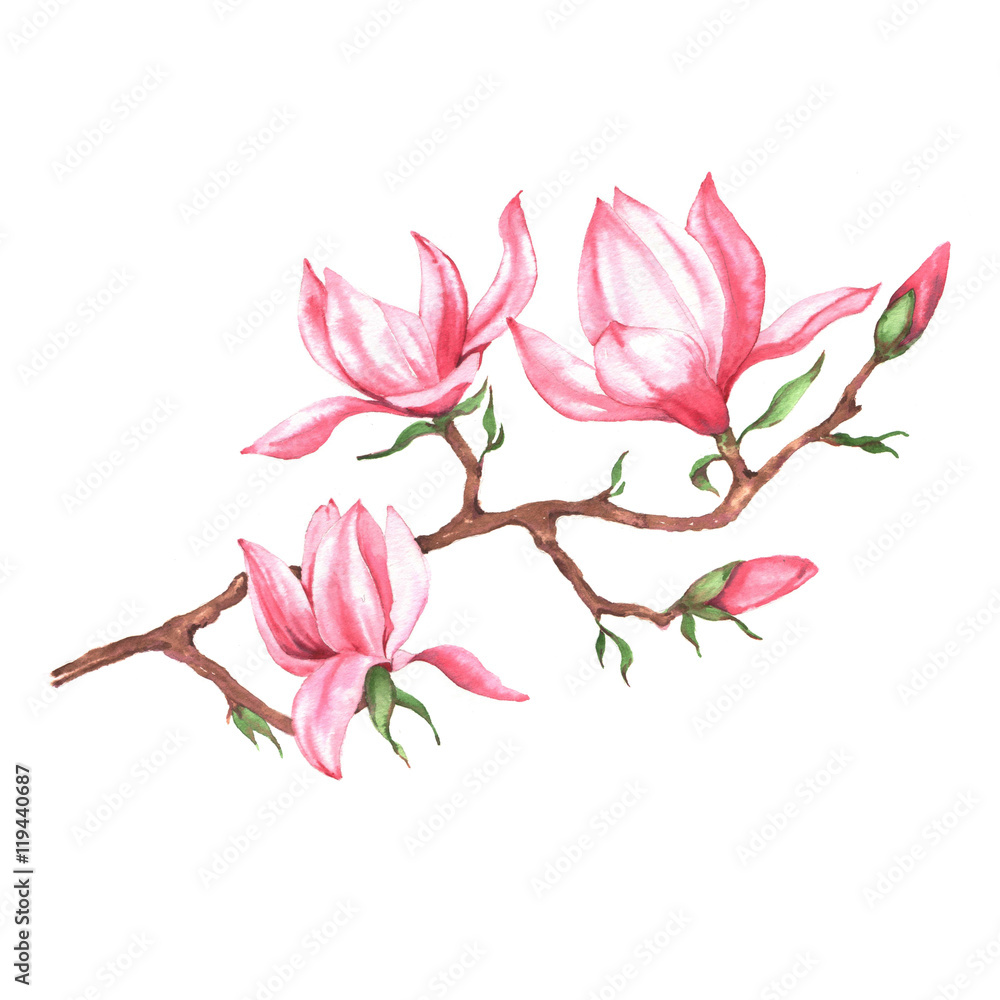 Naklejka premium Hand drawn watercolor isolated illustration of pink magnolia branch on the white background