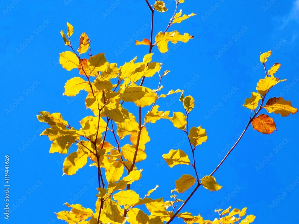 Yellow leaves on deciduous tree during autumn Yellow leaves on deciduous tree during autumn