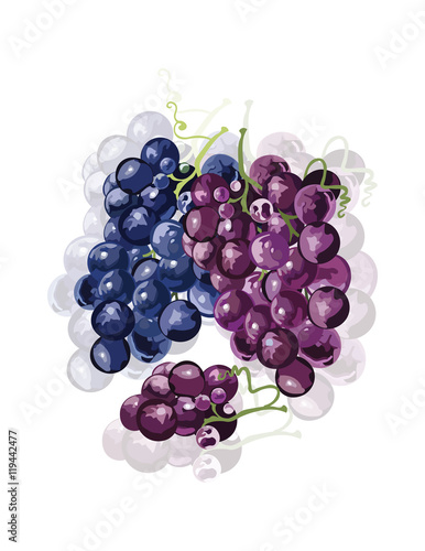 Red Grapes isolated Vector. Wine theme for book or cards cover. Wine texture ...