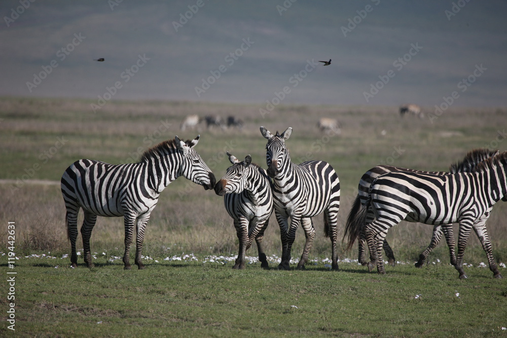 Zebra Botswana Africa savannah wild animal picture Zebra Botswana Africa savannah wild animal picture