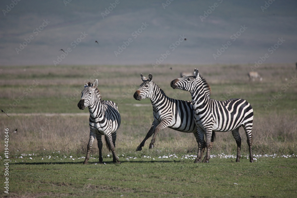 Obraz premium Zebra Botswana Africa savannah wild animal picture