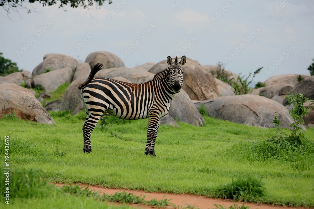 Zebra Botswana Africa savannah wild animal picture Zebra Botswana Africa savannah wild animal picture