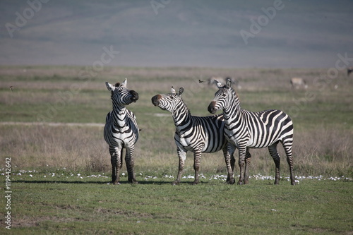 Zebra Botswana Africa savannah wild animal picture