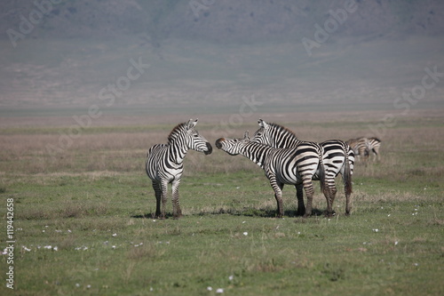 Zebra Botswana Africa savannah wild animal picture