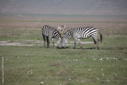 Zebra Botswana Africa savannah wild animal picture