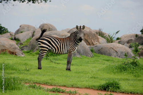 Fototapeta Naklejka Na Ścianę i Meble -  Zebra Botswana Africa savannah wild animal picture