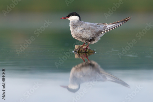 Whiskered tern (Chlidonias hybrida)