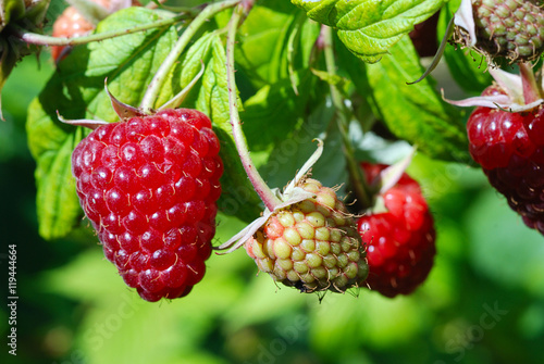 Raspberry twig