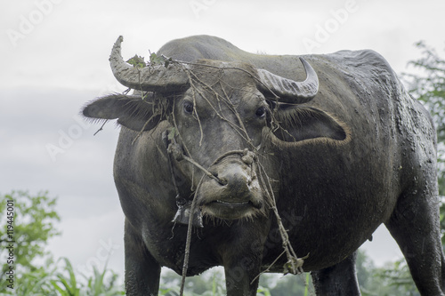 Buffalo standing and staring © supanee2550