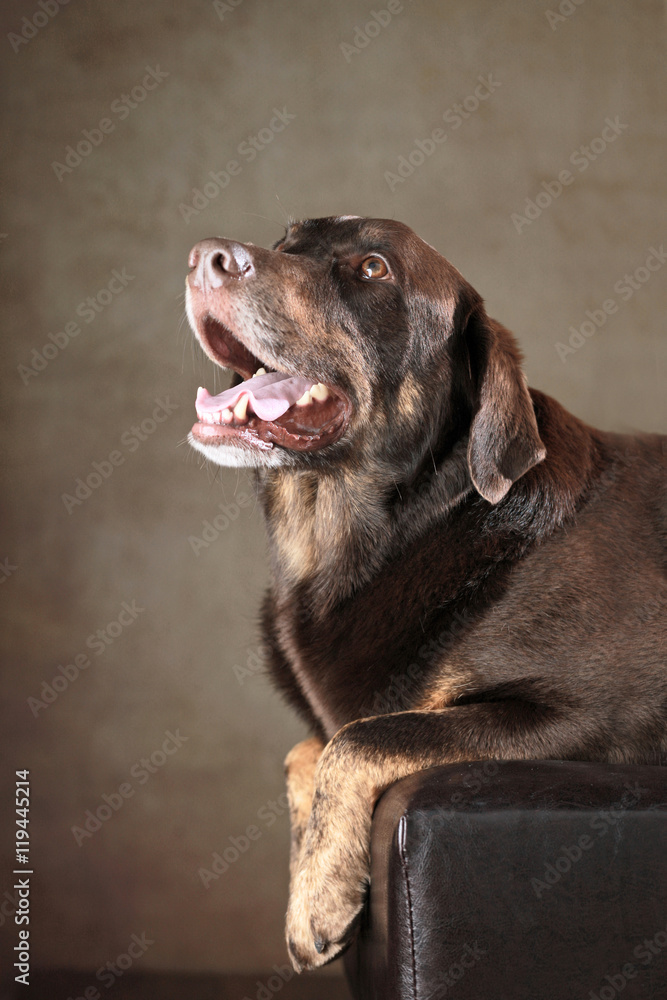 Labrador Rottweiler-Mischling