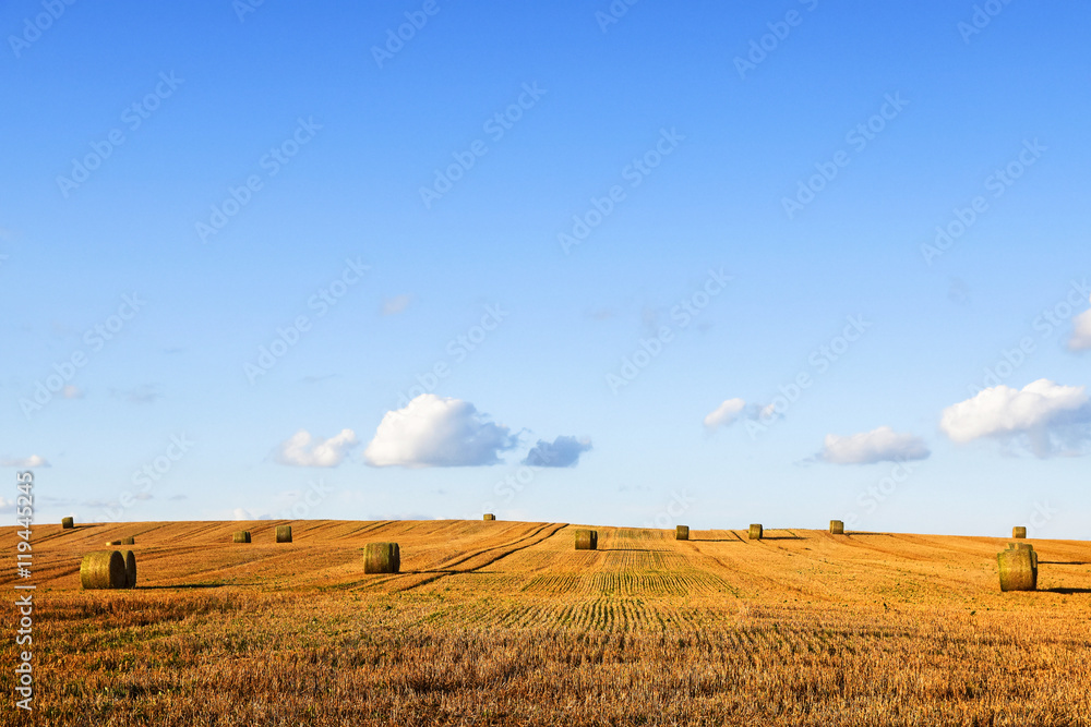 round straw bales on a wide harvested stubble field, blue sky