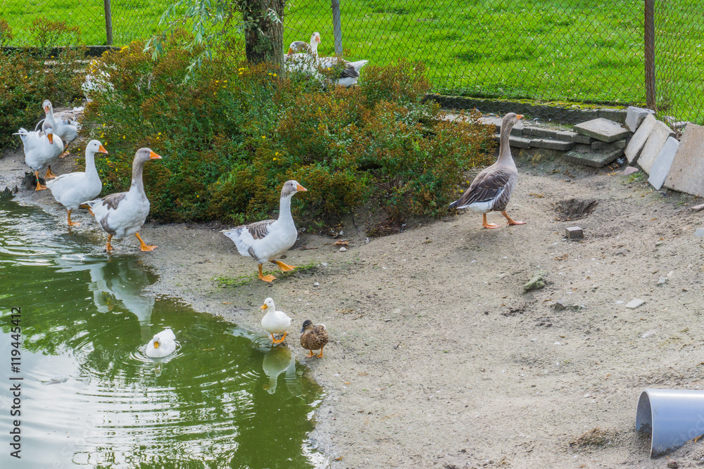 group of geese and some ducks with pond group of geese and some ducks with pond