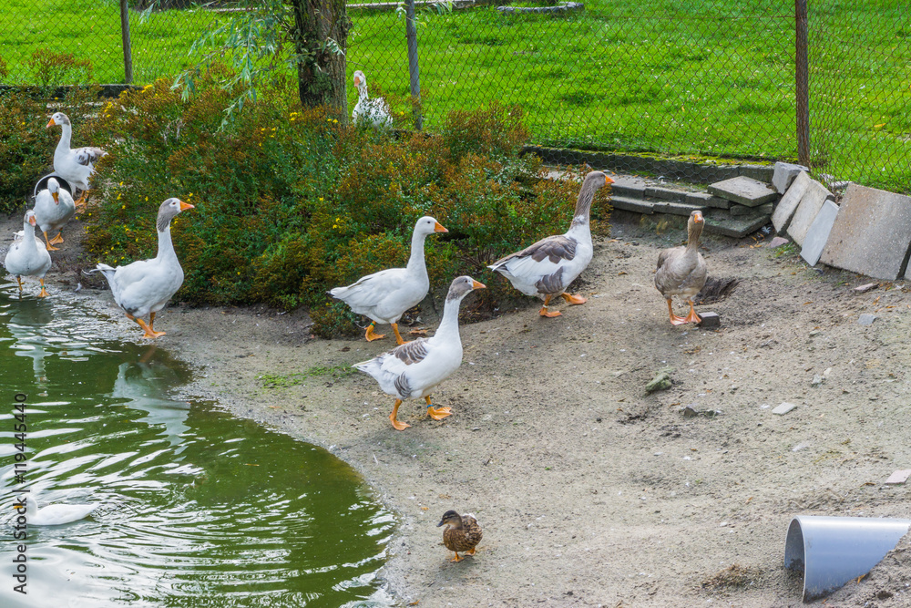 Obraz premium group of walking geese near a water pond