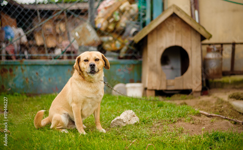 Dog on chain, doghouse, rural environment. 