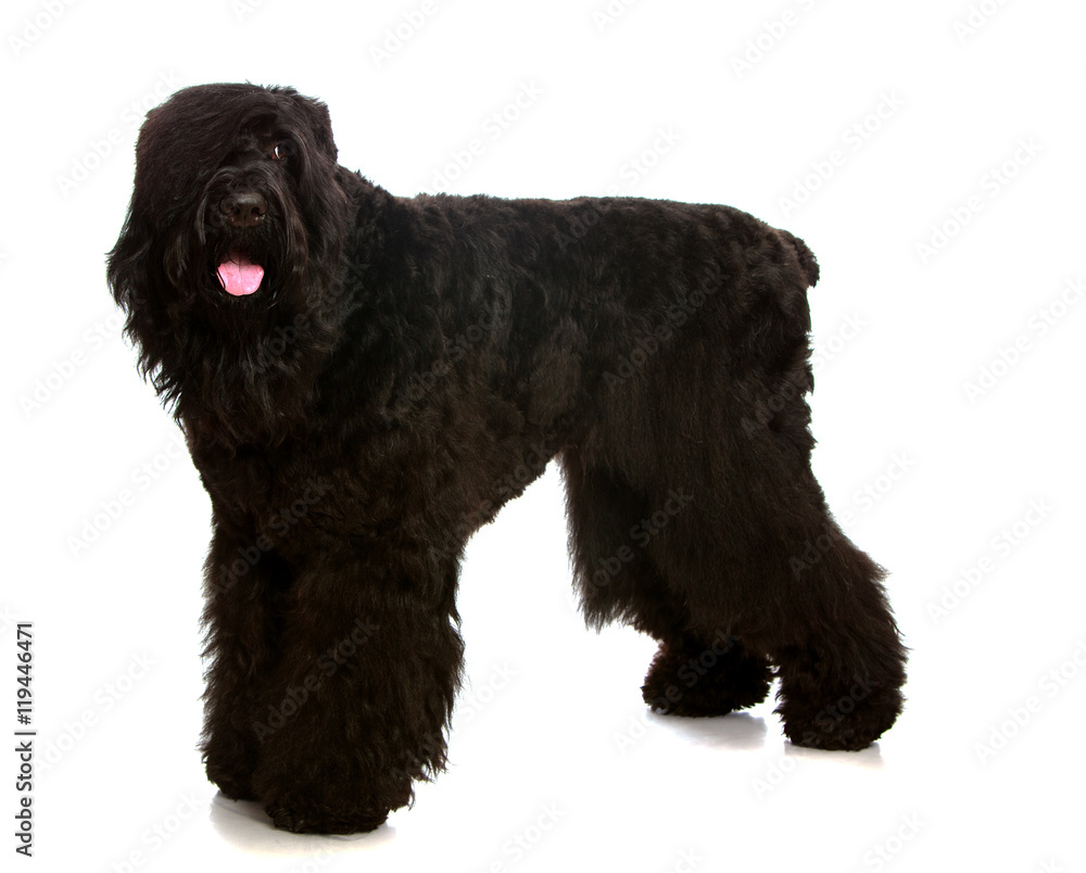 big black shaggy dog big black shaggy dog